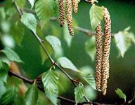 Береза белая (BETULA ALBA L.)
