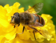 Чем полезна пчела