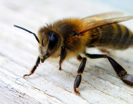 Целебные свойства пчелиного яда