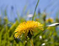 Одуванчик лекарственный (Taraxacum officinale Wigg)